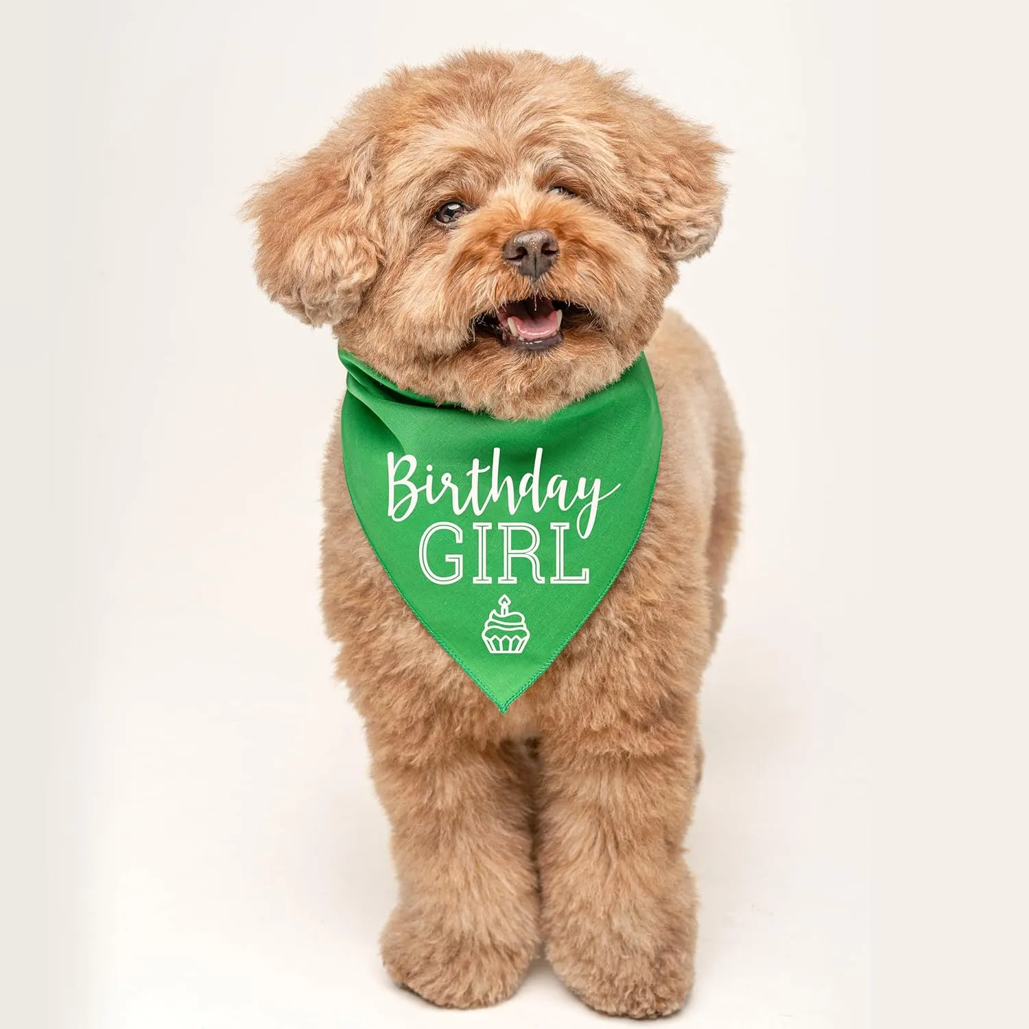 Birthday Girl with Cupcake Dog Bandana | 100% Cotton | Made in USA | Birthday | Pawty | Party Theme | Celebration Supplies | Photoshoot | Black, One Size (215)